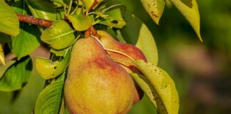 Ile powinno się trzymać odżywkę na włosach?