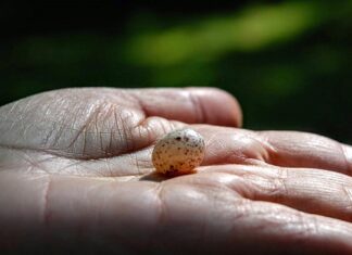 Na którym nadgarstku nosi się bransoletkę?