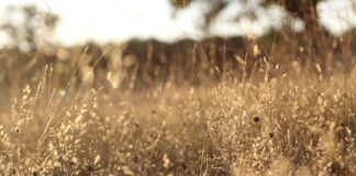 Jaka kolejność filtrów?