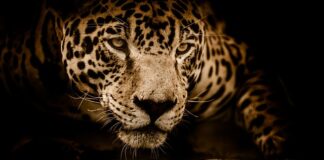 Czy jaguar jest kotem?