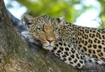Co jest większe lampart czy jaguar?