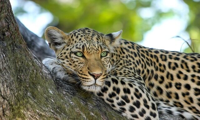 Co jest większe lampart czy jaguar?