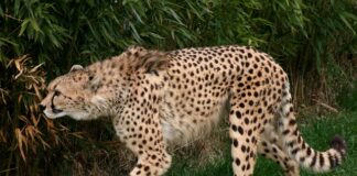 Jakie jest najszybsze auto świata?