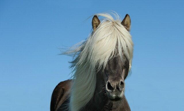 Ile koni ma Skoda Fabia 1.2 benzyna?