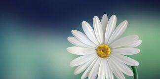 Do czego stosuje się biały smar?