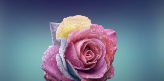 Gdzie znajduje się fabryka Ferrari?