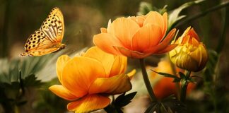 Co oznacza pomarańczowa świeca?